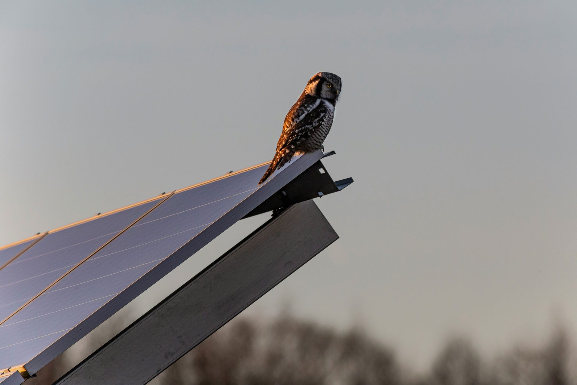 An owl sat on the top corner of a ground mounted solar panel at dusk.